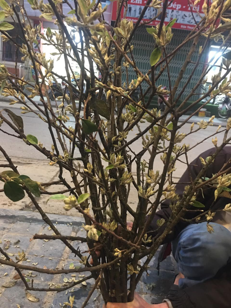 Theo người bán, hoa táo mèo nở thành từng chùm màu trắng, thoang thoảng mùi hương ngọt ngào dễ chịu tựa như hương quế, lại khá bền nên rất được ưa chuộng.