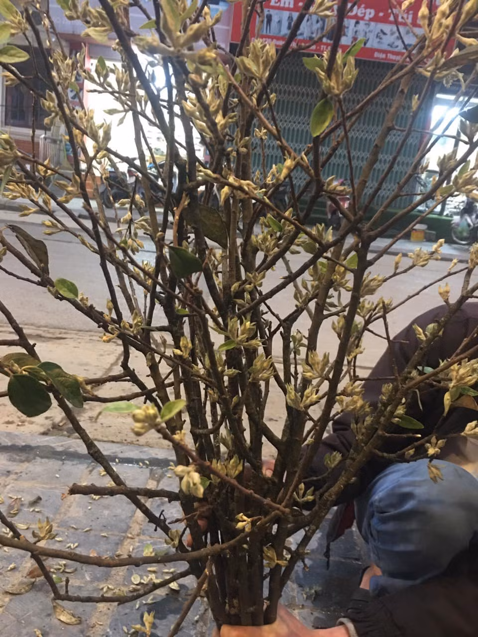 Theo người bán, hoa táo mèo nở thành từng chùm màu trắng, thoang thoảng mùi hương ngọt ngào dễ chịu tựa như hương quế, lại khá bền nên rất được ưa chuộng.