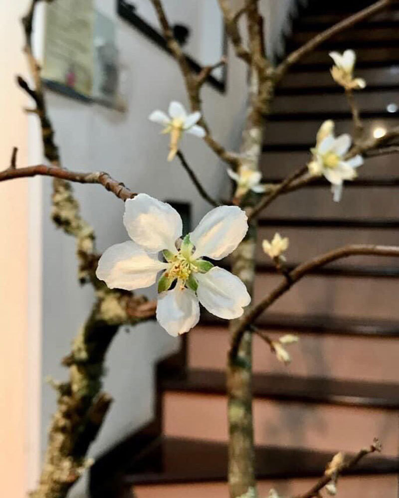 Đợt vừa rồi, Giang cũng hai lần đặt mua hoa táo mèo về cắm bình trang trí phòng khách. Nguồn ảnh: Facebook.