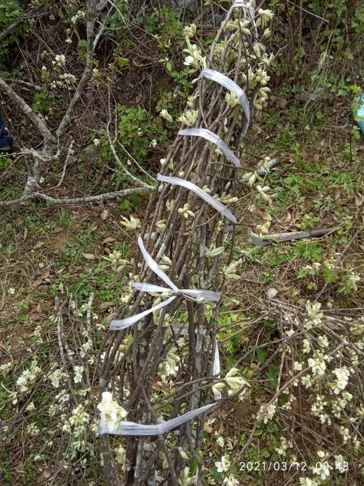 Chị Hoa (một đầu mối bán hoa táo mèo ở Nam Từ Liêm, Hà Nội) cho biết, từ tháng 9 năm ngoái, khi quả táo mèo bước vào mùa chín rộ, khắp nơi rộ phong trào cắm cành quả táo mèo tươi.