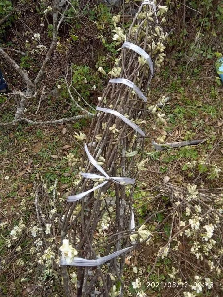 Chị Hoa (một đầu mối bán hoa táo mèo ở Nam Từ Liêm, Hà Nội) cho biết, từ tháng 9 năm ngoái, khi quả táo mèo bước vào mùa chín rộ, khắp nơi rộ phong trào cắm cành quả táo mèo tươi.