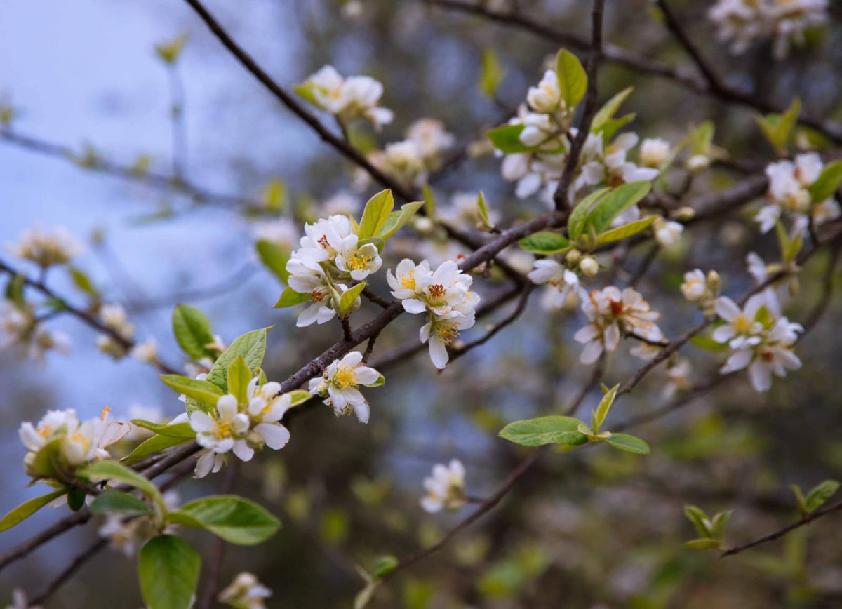 Chị Nguyễn Bích Thảo (một tiểu thương chuyên bán hoa ở Hà Nội) cho biết, mùa hoa táo mèo sẽ bắt đầu từ tháng Giêng cho đến hết tháng 2 âm lịch.