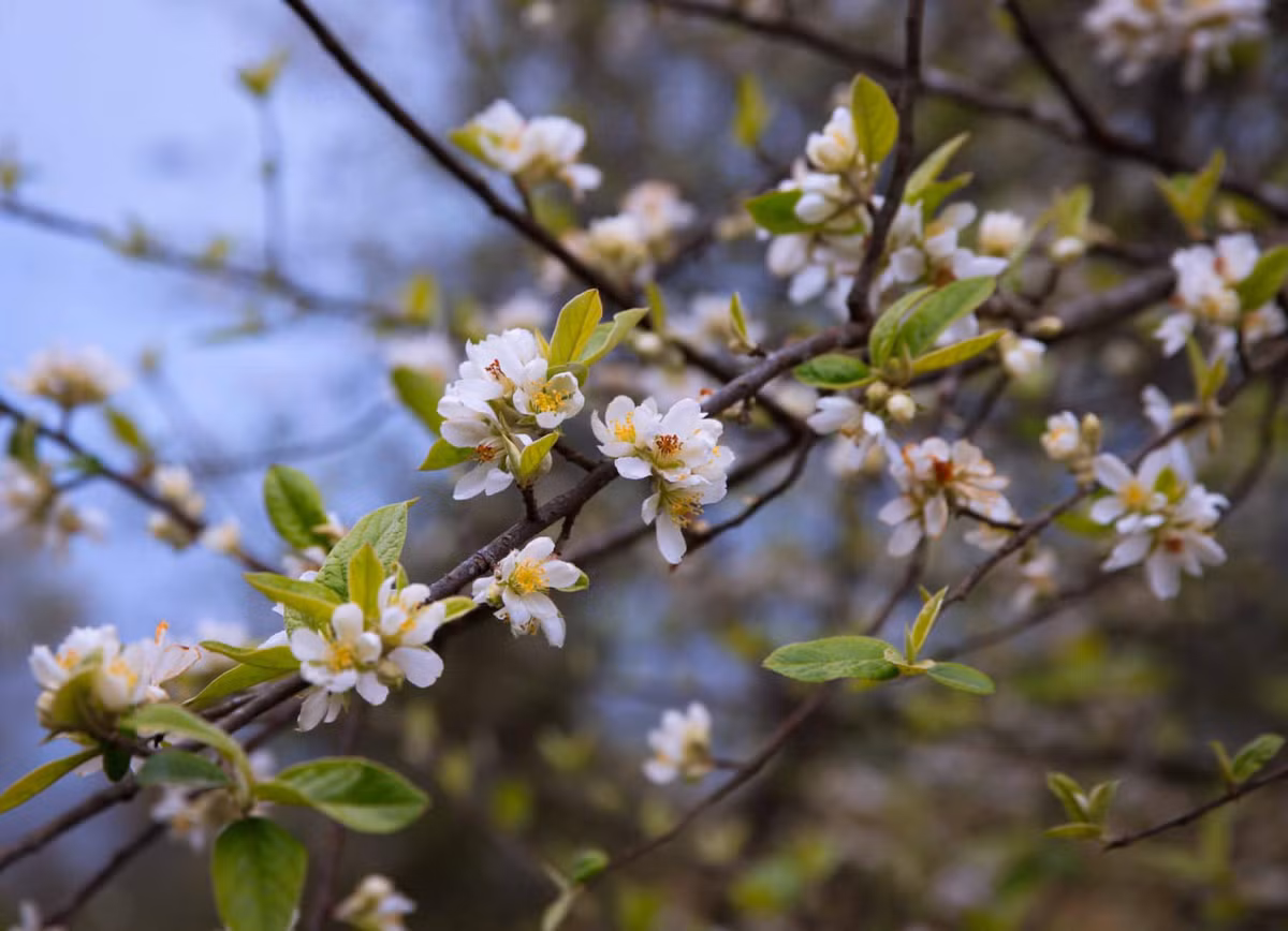Chị Nguyễn Bích Thảo (một tiểu thương chuyên bán hoa ở Hà Nội) cho biết, mùa hoa táo mèo sẽ bắt đầu từ tháng Giêng cho đến hết tháng 2 âm lịch.