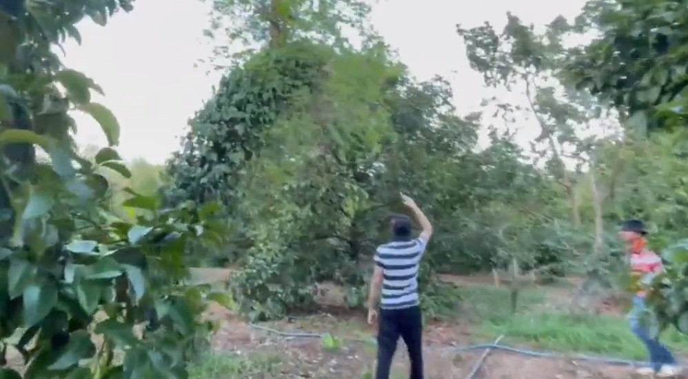 Khu vườn được nghệ sĩ Hoài Linh trồng các loại cây ăn trái và chăn nuôi.