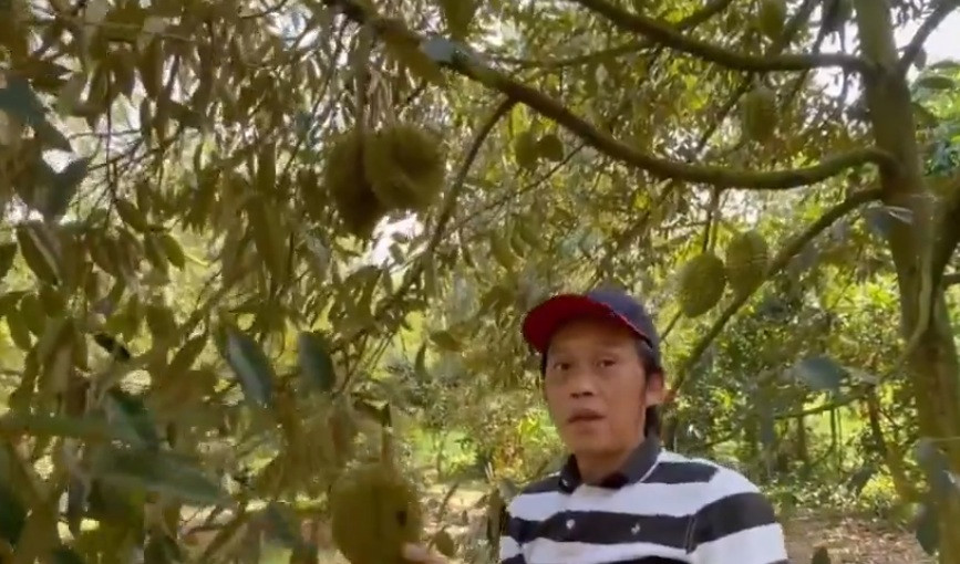 Sầu riêng cũng rất sai quả.