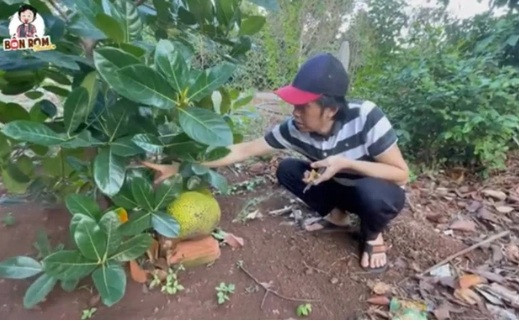 Mít Hoài Linh trồng rất to, mọc sát đất, có cả những cây mít mọc cùng một thân cây đến hai giống mít khác nhau.