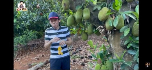 Cây mít sai trĩu quả ai nhìn cũng ngưỡng mộ.