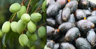 Bán được giá nhưng việc tìm nguồn trám rừng cũng không hề đơn giản. Ngoài một số mối quen biết cũ, chị Toàn còn phải lặn lội đến các vùng quê tìm mua.