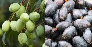 Bán được giá nhưng việc tìm nguồn trám rừng cũng không hề đơn giản. Ngoài một số mối quen biết cũ, chị Toàn còn phải lặn lội đến các vùng quê tìm mua.