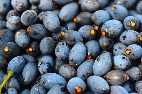 Cô Loan (Thanh Trì, Hà Nội) chia sẻ, đến mùa trám cô đặt cả 10kg trám vừa ăn vừa đem đi biếu.