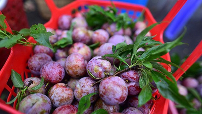 Mận tam hoa Bắc Hà bắt đầu chín từ tháng 5 và rộ nhất vào tháng 6. Vào mùa, mận tam hoa được bày bán nhiều ở Hà Nội với giá chỉ vài chục nghìn/kg. Ảnh: Internet