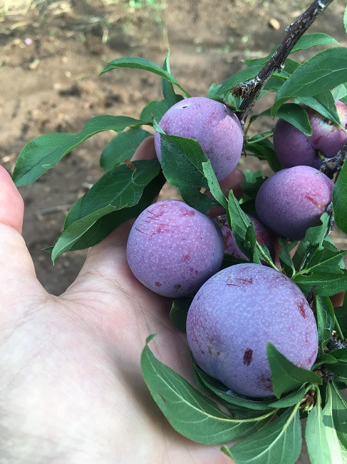 Mận Pu Nhi được trồng tại vùng núi Pu Nhi của tỉnh Sơn La. Loại mận này có màu đỏ thẫm, bên ngoài phủ lớp phấn mỏng, khi cắt ra có màu đỏ rực không khác trái cherry. Ảnh: Dân Việt