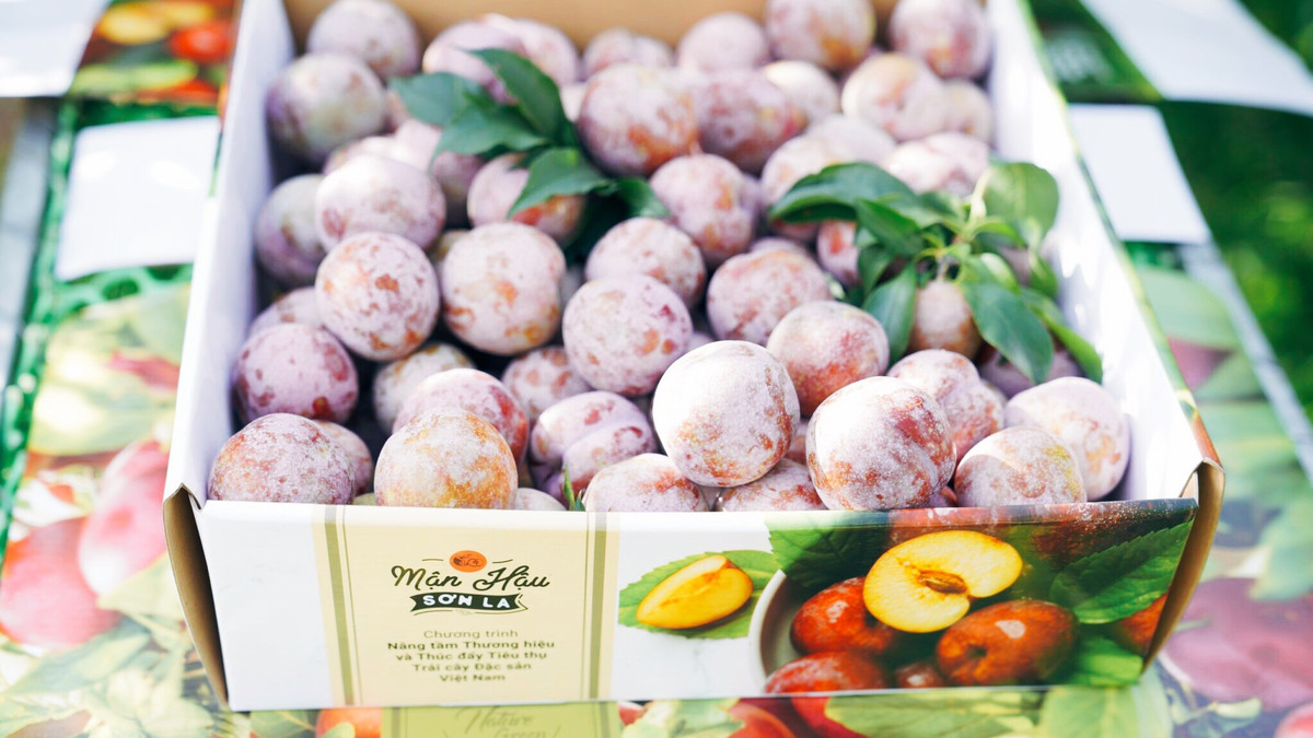 Mận hậu Ruby có số lượng 18 - 25 quả/kg, trên vỏ có màu đỏ và xanh hòa quyện. Bên ngoài quả mận còn phủ một lớp phấn trắng đặc trưng. Ảnh: Facebook