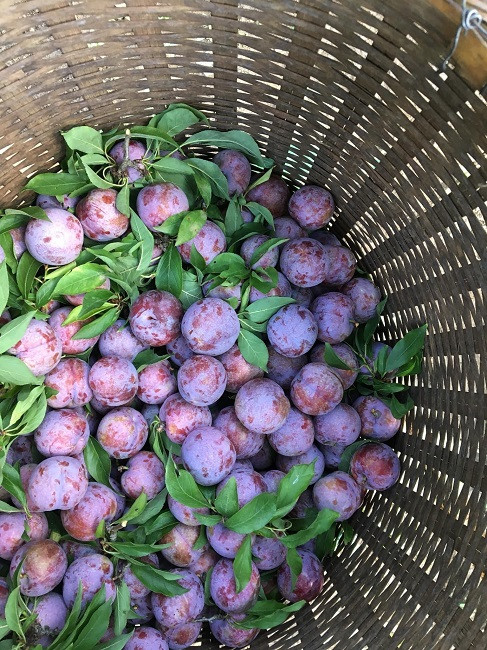 So với mận Ruby, mận Pu Nhi có kích thước không quá to, song ăn ngọt và quả mọng. Ảnh: Dân Việt.