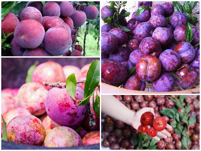 Mận là một trong những loại quả được ưa chuộng trong mùa hè. Mận ở Việt Nam có nhiều loại nhưng ngon nhất phải kể đến là mận hậu Ruby Sơn La, mận Pu Nhi, mận Tam Hoa, mận hậu. Ảnh: Internet