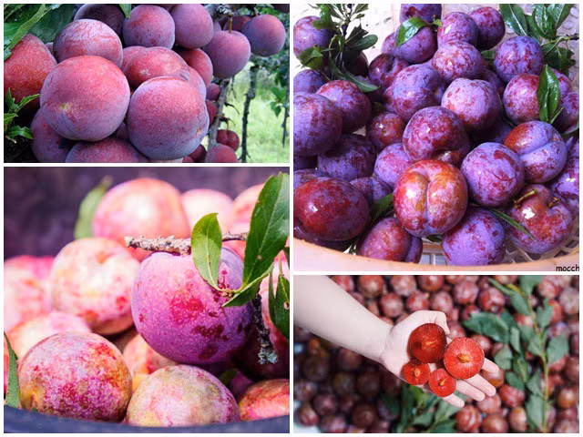 Mận là một trong những loại quả được ưa chuộng trong mùa hè. Mận ở Việt Nam có nhiều loại nhưng ngon nhất phải kể đến là mận hậu Ruby Sơn La, mận Pu Nhi, mận Tam Hoa, mận hậu. Ảnh: Internet