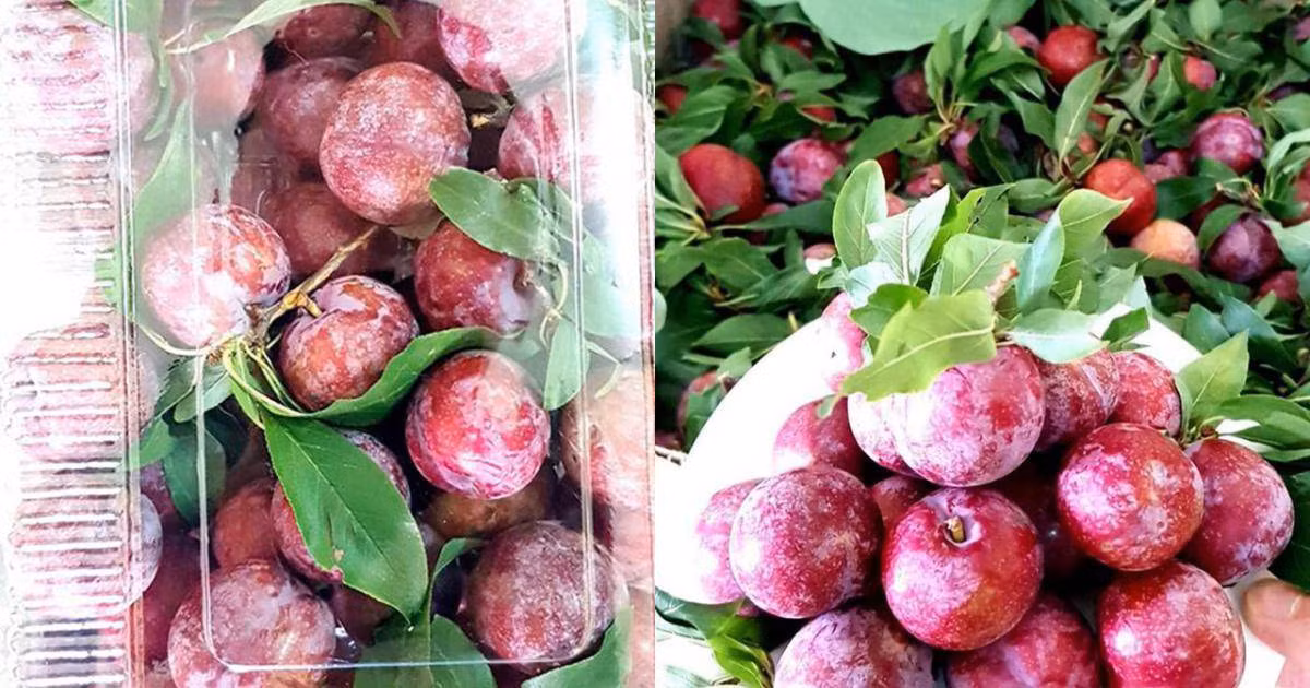 Do số lượng mận Pu Nhi không nhiều nên giá bán cũng khá cao, từ 120.000 - 150.000 đồng/kg. Ảnh: Internet