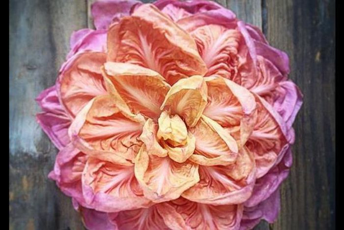 Rau diếp hồng là một loại rau hoàn toàn tự nhiên và mọi người dự đoán rằng loại rau khá dị thường này sẽ đắt hơn khi nó trở nên phổ biến trên mạng xã hội. Nguồn ảnh: Getty Image