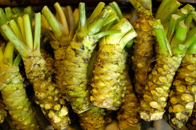 Wasabi chỉ sống trong môi trường núi ở Nhật Bản. Do đó, ruộng Wasabi thường nằm ở những triền núi hiểm trở, khiến người nông dân phải đi bộ hơn một giờ theo đường núi mới tới nơi.