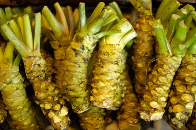 Wasabi chỉ sống trong môi trường núi ở Nhật Bản. Do đó, ruộng Wasabi thường nằm ở những triền núi hiểm trở, khiến người nông dân phải đi bộ hơn một giờ theo đường núi mới tới nơi.