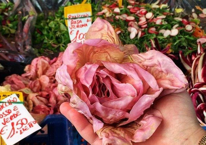 Rau diếp hồng có giá bán lên tới 20 USD/kg (hơn 450.000 đồng), gấp 10 - 20 lần So với rau diếp thông thường.