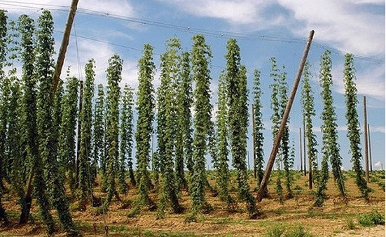 Sở dĩ giá của chồi hoa bia đắt đến như vậy là bởi sự khan hiếm của loài cây này. Hoa bia chỉ đâm chồi một lần vào mùa xuân, khoảng giữa tháng 3 và tháng 4.