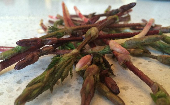 Với mức giá lên tới 1.000 Euro/kg (gần 26 triệu đồng), chồi hoa bia xứng đáng được coi là loại rau đắt nhất thế giới. Chồi hoa bia là các bộ phận của cây hoa bia, không được sử dụng để nấu bia.