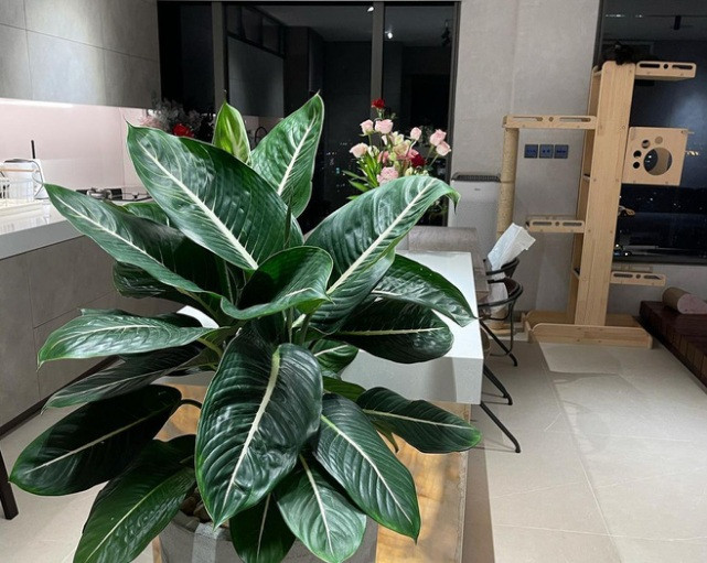 Mọi góc nhỏ trong căn nhà đều được chăm chút nên nhìn cực kì sang trọng, tinh tế. Ảnh: Instagram.