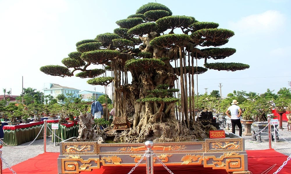 Trước đó, siêu cây sanh "Đại thế vân tùng" trong chậu dát 5 cây vàng cũng gây xôn xao giới chơi cây cảnh. Ảnh: Vietnamnet