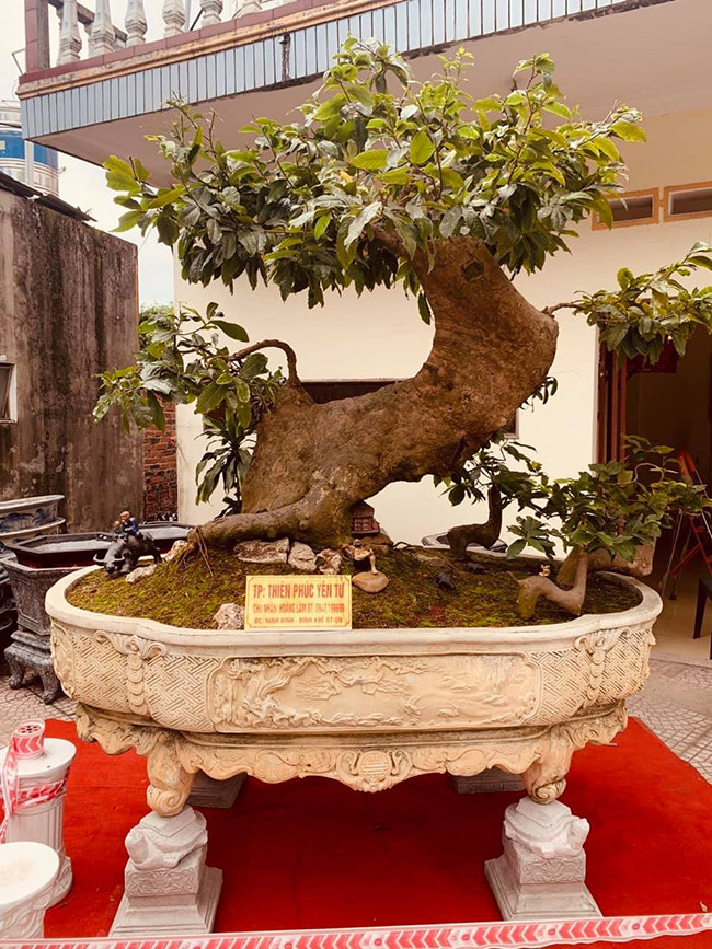 Cây mai vàng khai thác từ núi rừng Yên Tử (Quảng Ninh) có tuổi đời gần 700 năm của anh Phan Hoàng (Đông Triều, Quảng Ninh) được giới chơi cây cảnh đánh giá là cây mai vàng đắt nhất Việt Nam, có giá “triệu đô”. Ảnh: Dân Việt