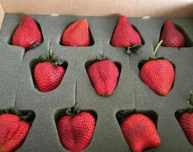 Quả dâu mà "nâng như nâng trứng".