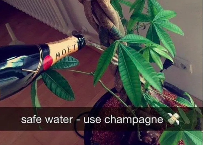 Một thú vui của hội con nhà giàu nữa là dùng rượu ngoại để… tưới cây.