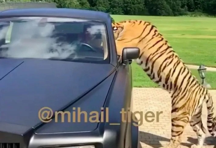 Sở hữu vật nuôi hoang dã luôn là thú vui của các thiếu gia con nhà giàu.