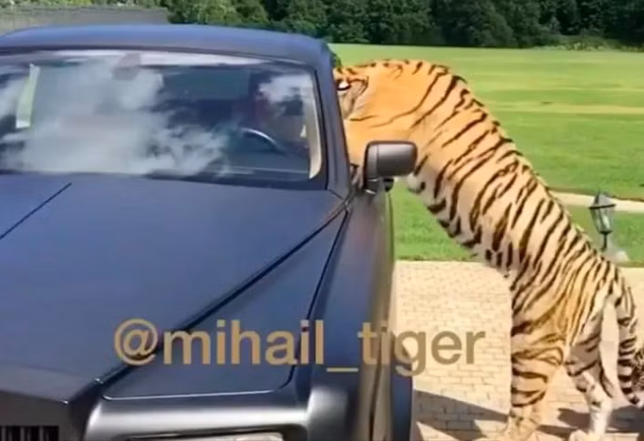 Sở hữu vật nuôi hoang dã luôn là thú vui của các thiếu gia con nhà giàu.