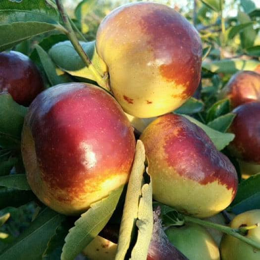 Theo người bán, đặc điểm của loại táo này là quả dẹt hình bánh xe, ngọt, rất giòn, hạt nhỏ.