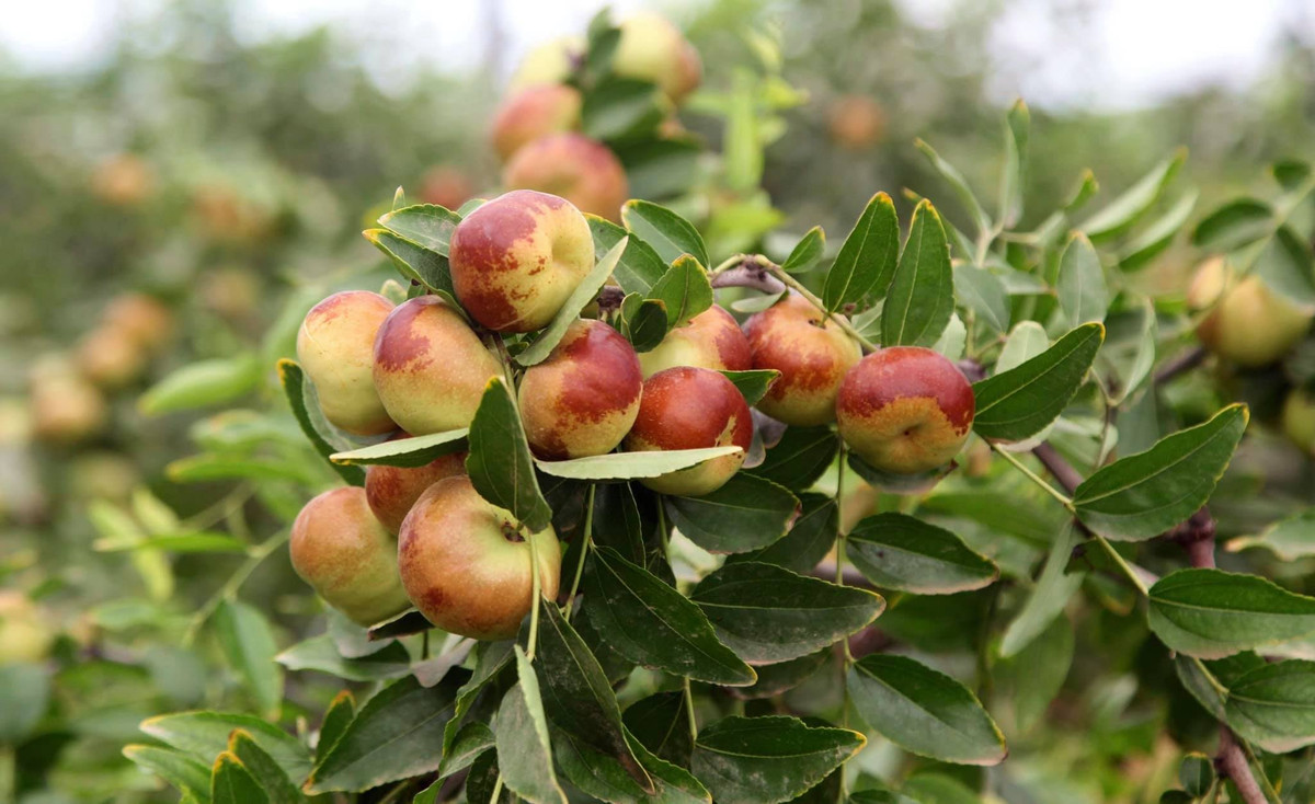 Chị Quỳnh (Tây Hồ, Hà Nội) đặt mua 1 hộp 1,5kg giá 425.000 đồng cho biết: "Hồng táo dẹt nhìn bên ngoài có vỏ thâm xỉn màu như bị hỏng nhưng khi ăn lại cực kỳ thơm ngon, nhiều thịt, quả không bị xốp".