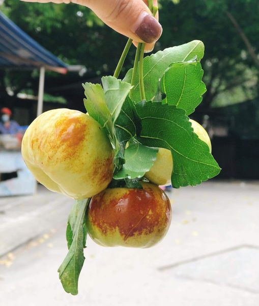 Đáng chú ý, hồng táo dẹt có giá từ 250.000 - 300.000 đồng/kg, đắt gấp 3-4 lần so với hồng táo thường.