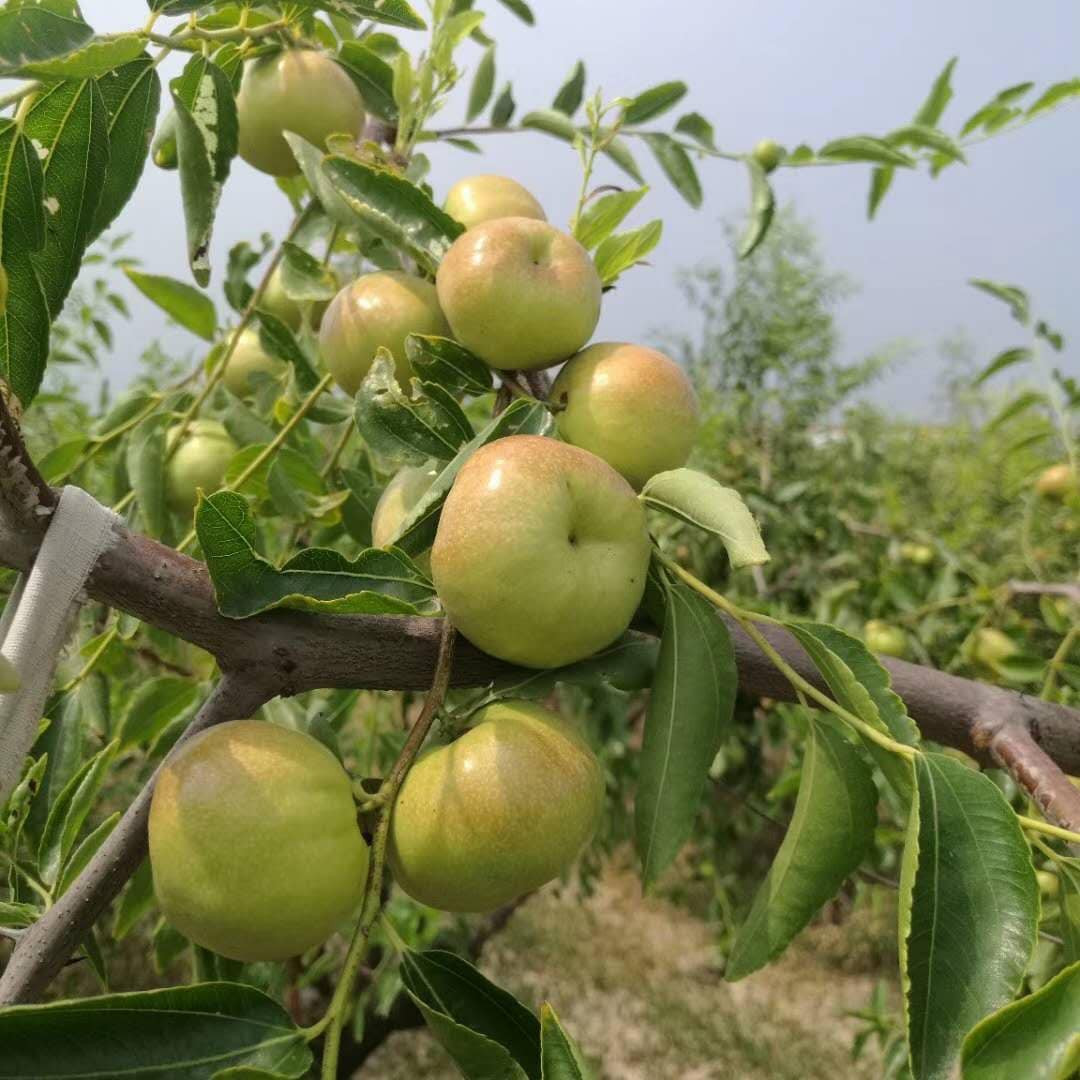 Tuy nhiên, chị Quỳnh phải thừa nhận rằng, giá hồng táo dẹt vô cùng đắt đỏ. Hơn nữa, để mua được hồng táo dẹt, chị phải đặt trước vài ngày.
