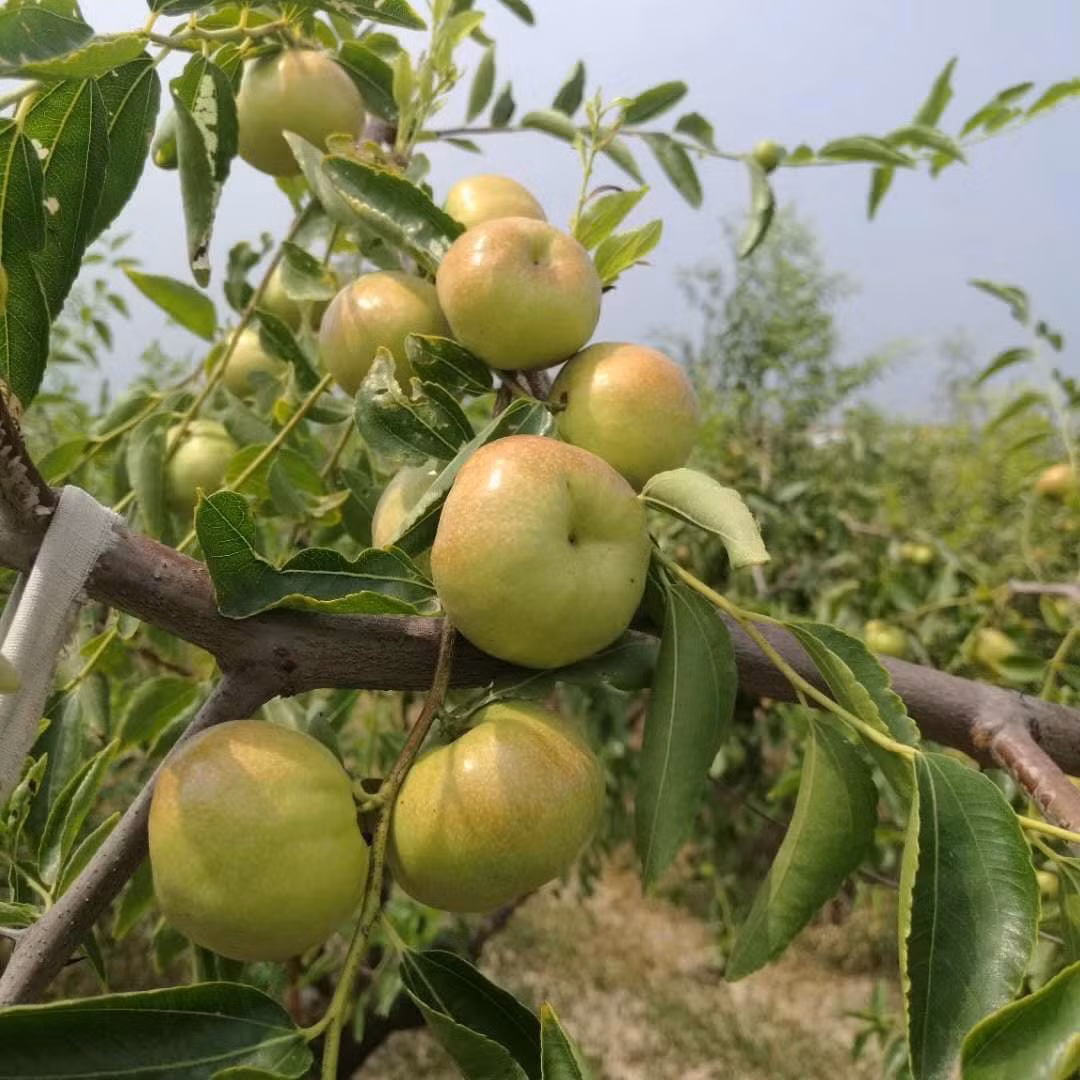 Tuy nhiên, chị Quỳnh phải thừa nhận rằng, giá hồng táo dẹt vô cùng đắt đỏ. Hơn nữa, để mua được hồng táo dẹt, chị phải đặt trước vài ngày.