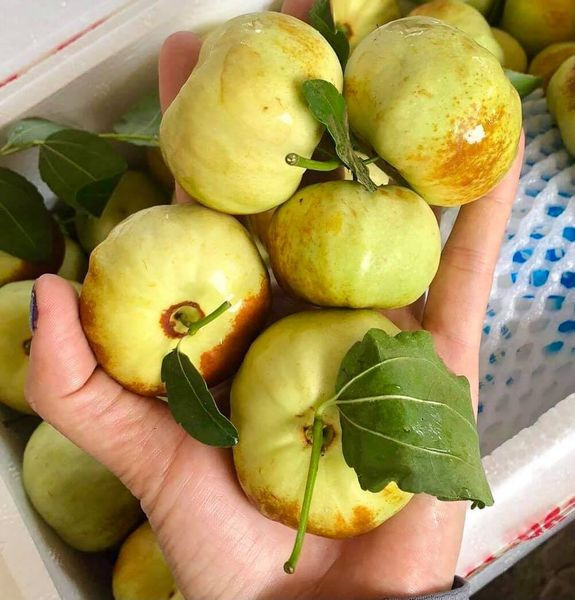 Cô Xuân - người bán hoa quả ở Hà Nội cho biết mới bán hồng táo dẹt khoảng một tuần nay. Do là hàng mới, quả to nên hồng táo dẹt rất đắt hàng.