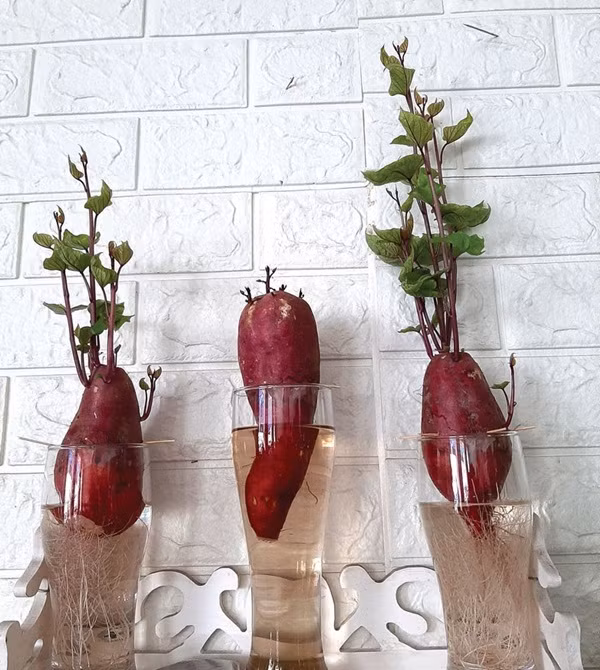 Các chậu bonsai khoai lang có thể trang trí trên bàn làm việc. Ảnh: Baocamau.