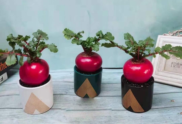 Mỗi chậu chỉ trồng được một củ nên kích thước củ càng lớn thì giá càng cao. Ảnh: Dân Việt.