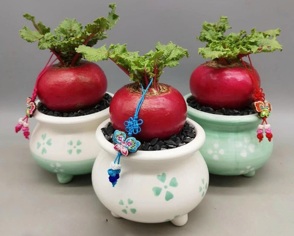 Theo chia sẻ của người bán, vì là hàng nhập từ Trung Quốc nên những chậu cây củ cải đỏ này đều phải đặt trước. Khách đặt mua từ 5-7 ngày sẽ nhận được hàng. Ảnh: Dân Việt.