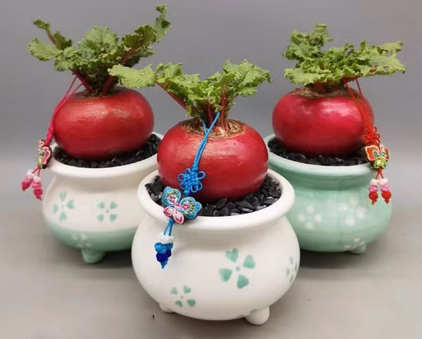 Theo chia sẻ của người bán, vì là hàng nhập từ Trung Quốc nên những chậu cây củ cải đỏ này đều phải đặt trước. Khách đặt mua từ 5-7 ngày sẽ nhận được hàng. Ảnh: Dân Việt.