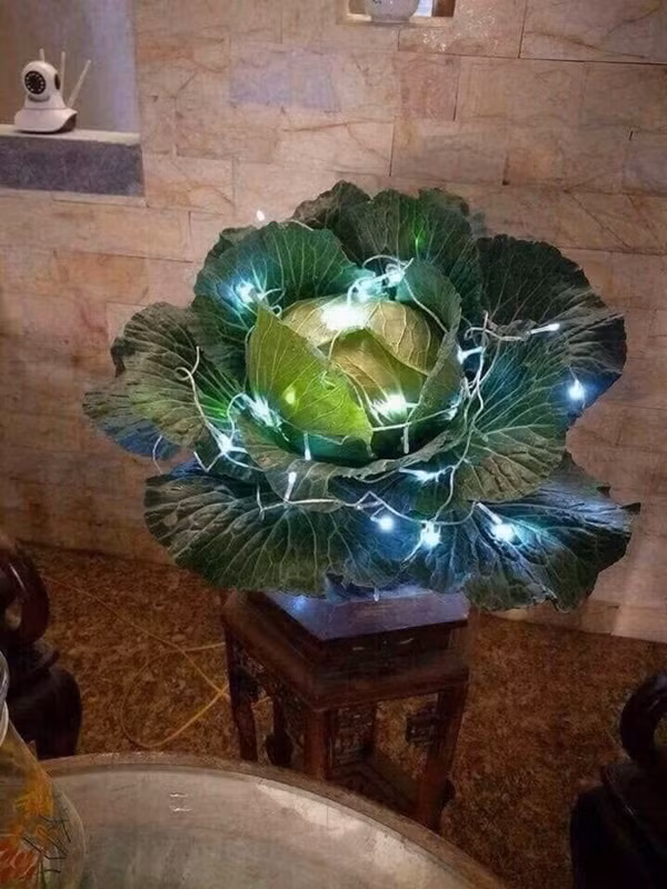 Đặt lên chậu và giăng đèn nhấp nháy, bắp cải trở thành bonsai tuyệt đẹp. Ảnh: Helino.