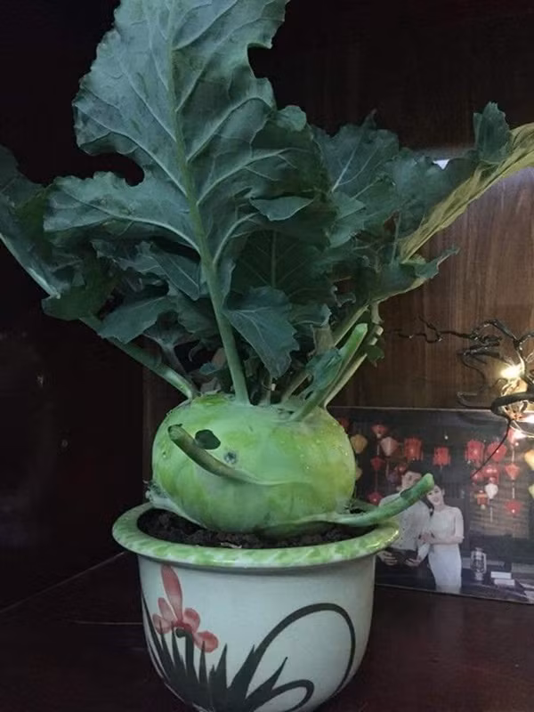 Ngay cả cây su hào cũng được lên chậu thành bonsai để bàn chưng Tết. Ảnh: Helino.