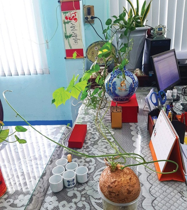 Chậu cây cảnh bằng củ sắn mang đến sức sống mới. Ảnh: Baocamau.