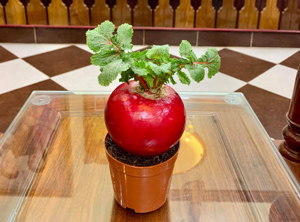 Tuy nhiên, gần đây, củ cải đỏ được nhà vườn trồng trên chậu như một loại bonsai trưng bày trong dịp Tết, với giá bán dao động từ 70.000 – 150.000 đồng/chậu. Ảnh: Dân Việt.