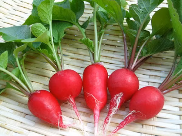 Từ trước đến nay, củ cải đỏ vốn được biết đến như một loại rau có giá trị dinh dưỡng cao thường được sử dụng để chế biến các món ăn hằng ngày với giá chỉ khoảng vài chục nghìn/kg. Ảnh: Internet.