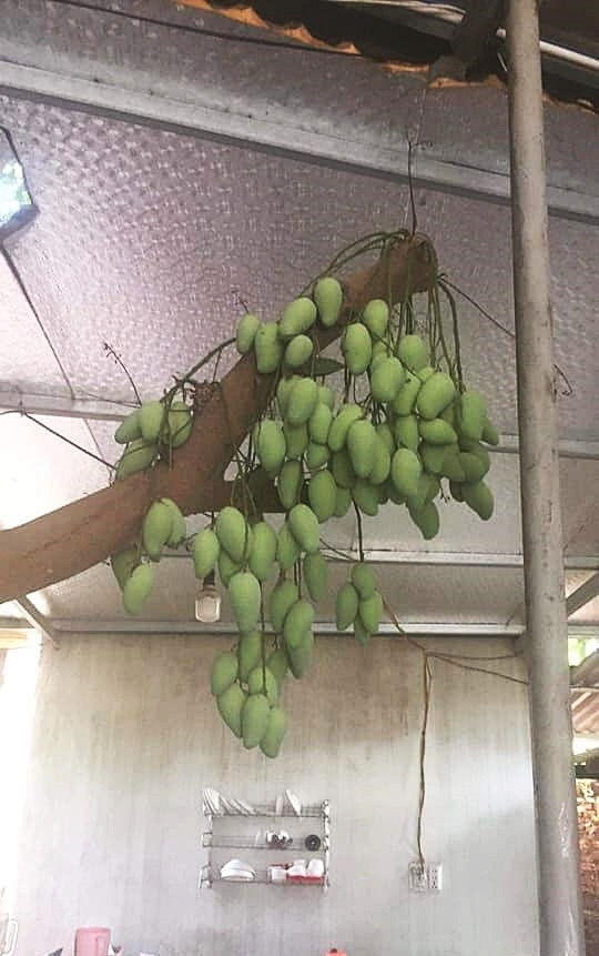 Dù mọc trong nhà bị chặt hết cành, nhưng cây xoài vẫn ra quả chi chít trĩu cả thân cây. Ảnh: Facebook